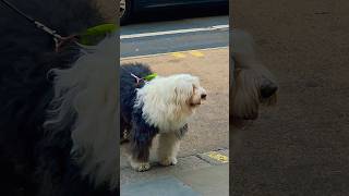 Adorable Old English Sheepdog turning heads on the busy streets of London! 🏙️🐾#Shorts #cutedog