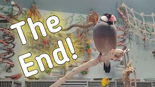 Nightshade The Heartbroken Java Sparrow by Love of Pets 1,712 views 2 months ago 9 minutes, 31 seconds