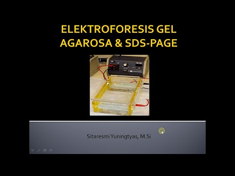 Video: Perbezaan Antara Gel Elektroforesis Dan SDS