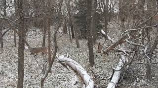 Cold day in November by Archery Nut 61 views 1 year ago 12 minutes, 47 seconds