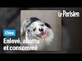 Chine : ce chien star des réseaux kidnappé puis mangé dans un restaurant