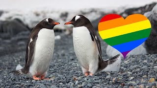 Gay Animals