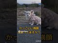 【愛犬が教えてくれた‼️】「堤防で撮る驚きの一枚🐶✨」