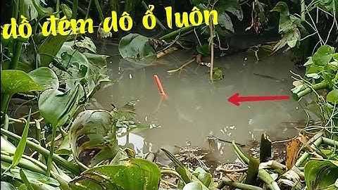 Câu ổ gặp luôn cá "dồ đém", cá tre, cá tra, cá rô phi, cá danh | Câu cá ổ T287