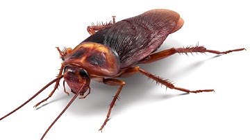 Cockroach - Sound Effect  ▌Improved With Audacity ▌