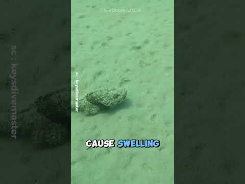 Scorpionfish | The