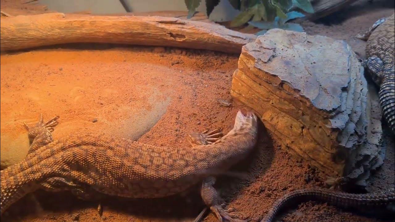 Australian Monitor Lizard Ackie monitors getting a big feed! Thanks for