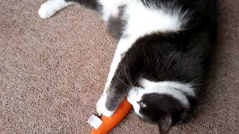 Cat likes catnip cosmic carrot too much