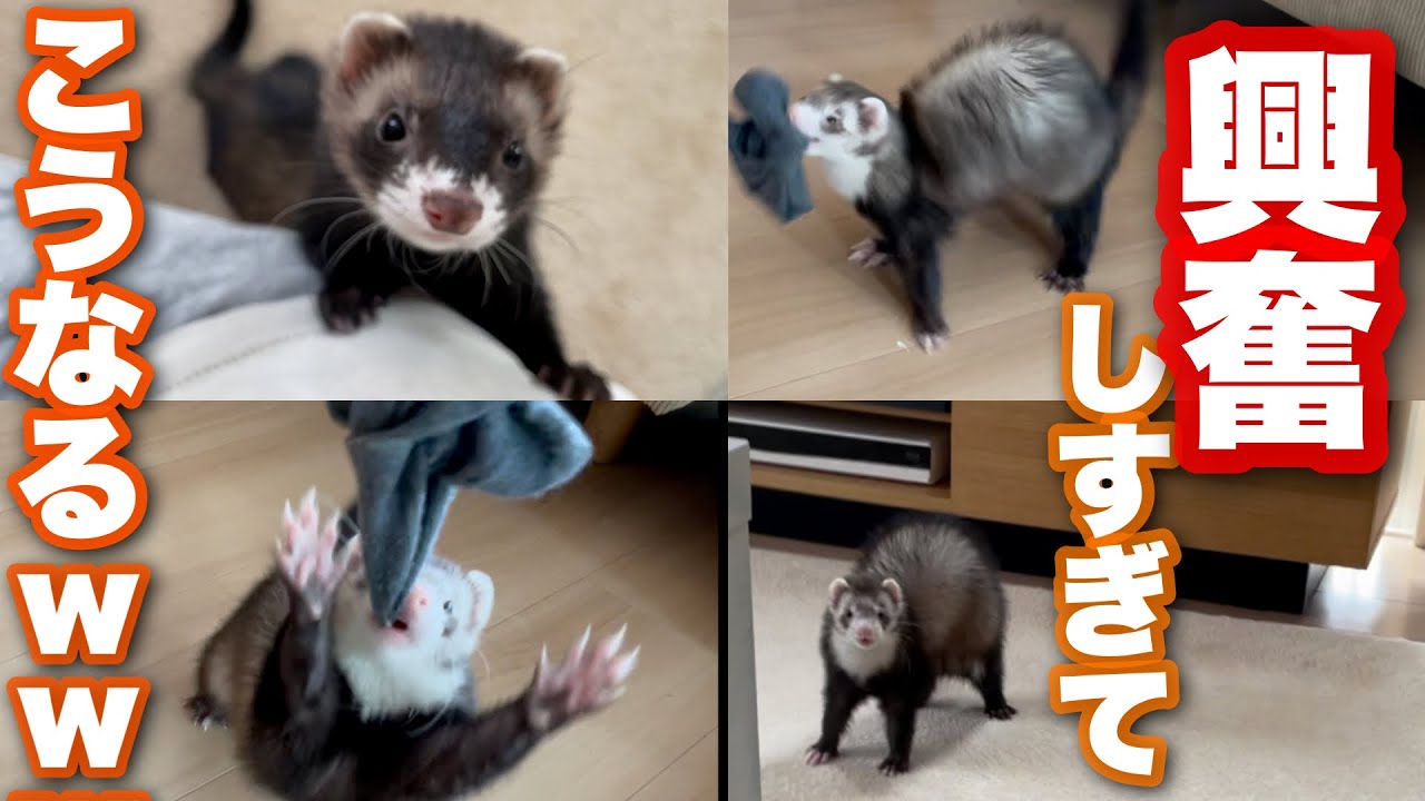 あおいの　だっこして！フェレット 興奮しすぎて手が付けられなくなったフェレットがこちらですww - YouTube