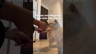 Cutest Cats Who Is Actually Taller?