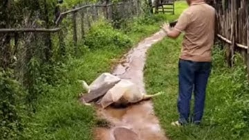 hmoob mekas cov neeg dai qhuav mloog sob lu no nawb