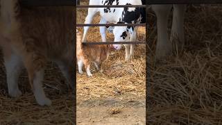 The Farm Boss Cat: Keeping The Herd In Line With Feline Charm!