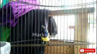 CUKUP 1 MENIT!! SOGON MANAPUN BAKALAN NYAUT DAN IKUT BUNYI