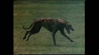 Gait: Observing Dogs In Motion