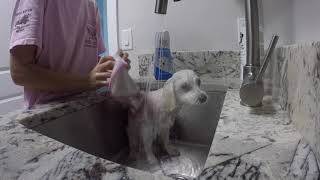 GROOMING at Home: How to bathe your dog at home part 1 by Taty’s Lifestyle 973 views 6 years ago 4 minutes, 29 seconds