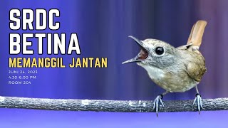 SRDC BETINA MEMANGGIL JANTAN - PEMANCING BIRAHI SRDC JANTAN - sikatan rimba dada coklat