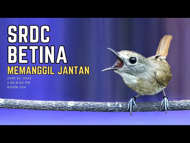 SRDC BETINA MEMANGGIL JANTAN - PEMANCING BIRAHI SRDC JANTAN - sikatan rimba dada coklat class=