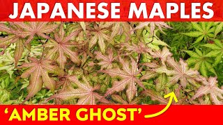 Japanese Maple Tree Highlight: Acer palmatum 'Amber Ghost'