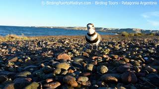 Two-banded Plover (Charadrius falklandicus) - Birding Puerto Madryn, Chubut, Patagonia, Argentina.