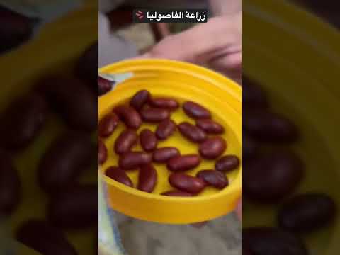 فيديو: زراعة الفاصوليا في الداخل - هل يمكنك الاحتفاظ بنبات فول داخلي