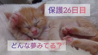 【一人暮らし猫を保護】26日目朝夜　主連休前夜　胸が高鳴り夜ふかし【計量忘れ】