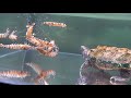 大量の生きたクルマエビをワニガメの水槽に投入