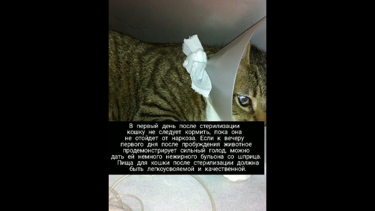Сколько коты отходят от кастрации по времени. Кошки после наркоза после стерилизации как отходят. Картинки как ухаживать за кошкой. Сколько кошки отходят от стерилизации. Как правильно ухаживать за котом после наркоза.