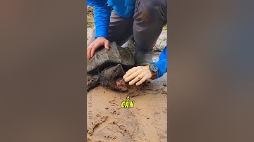 NẾU BỊ RÙA CÁ SẤU CẮN #amazingfacts #matkinhcan