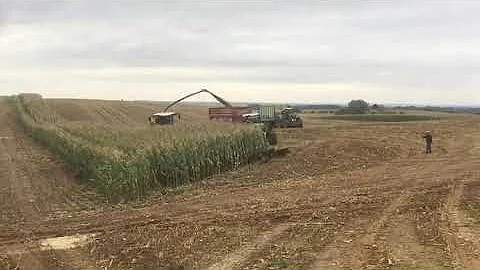 A herd of wild boars in a corn field running away from the combine