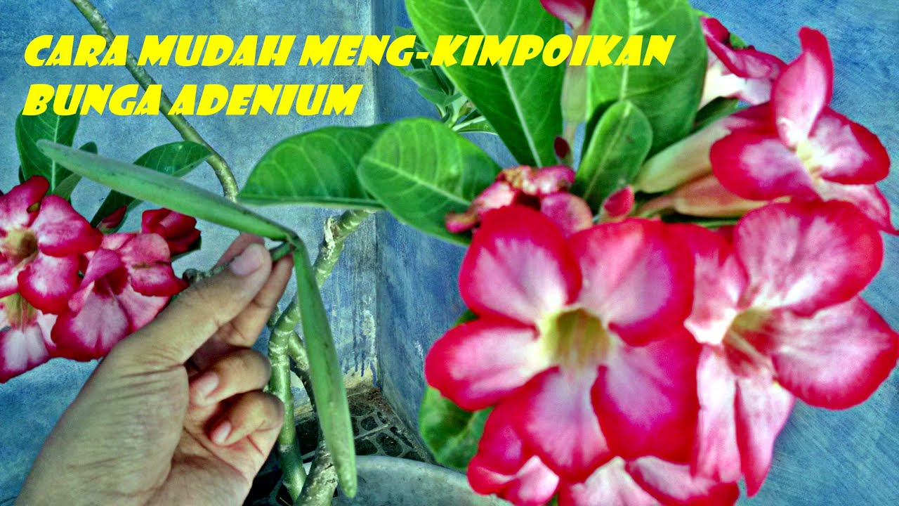 Cara  Mudah Mengawinkan  Bunga  Adenium Agar Berbuah YouTube