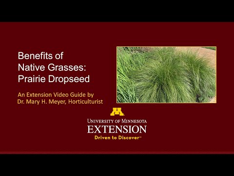 Video: Prairie Dropseed Facts - Kuinka hoitaa preeria-pisaransiemenruohoa