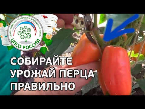 Видео: Когда нужно собирать перец шишито?