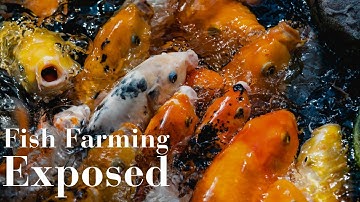 Fish Farming Exposed: Environmental Impact and Animal Welfare