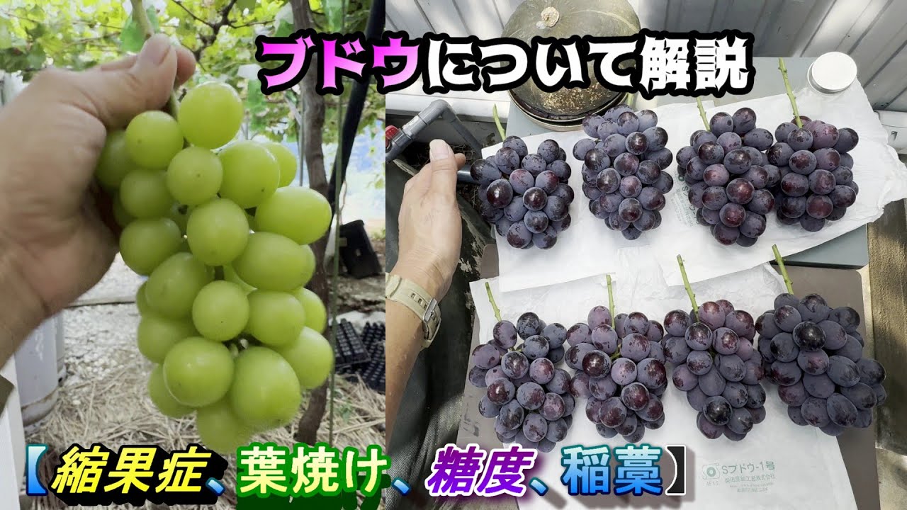 葡萄の壺 葡萄の木