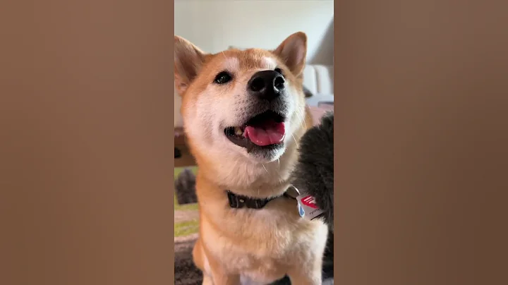 Shiba Running For Presidency in 2024 on the Affordable KnuckleSandwich Platform #shibainu