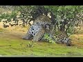 Huge Jaguar called "Sossego", enorme onça-pintada (Panthera onca)