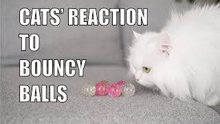 Cats' Reaction To Bouncy Balls | Mmeowmmia