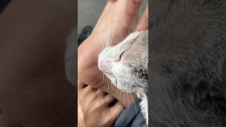 Cinematic kucing #cinematic #kucing #cinematickucing