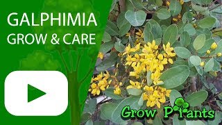 Cuidados com plantas Thryallis