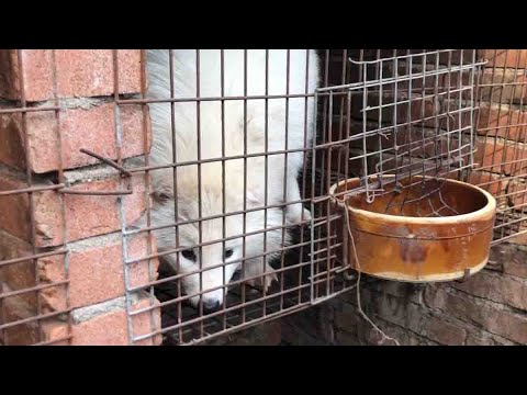 China fur investigation reveals cruelty