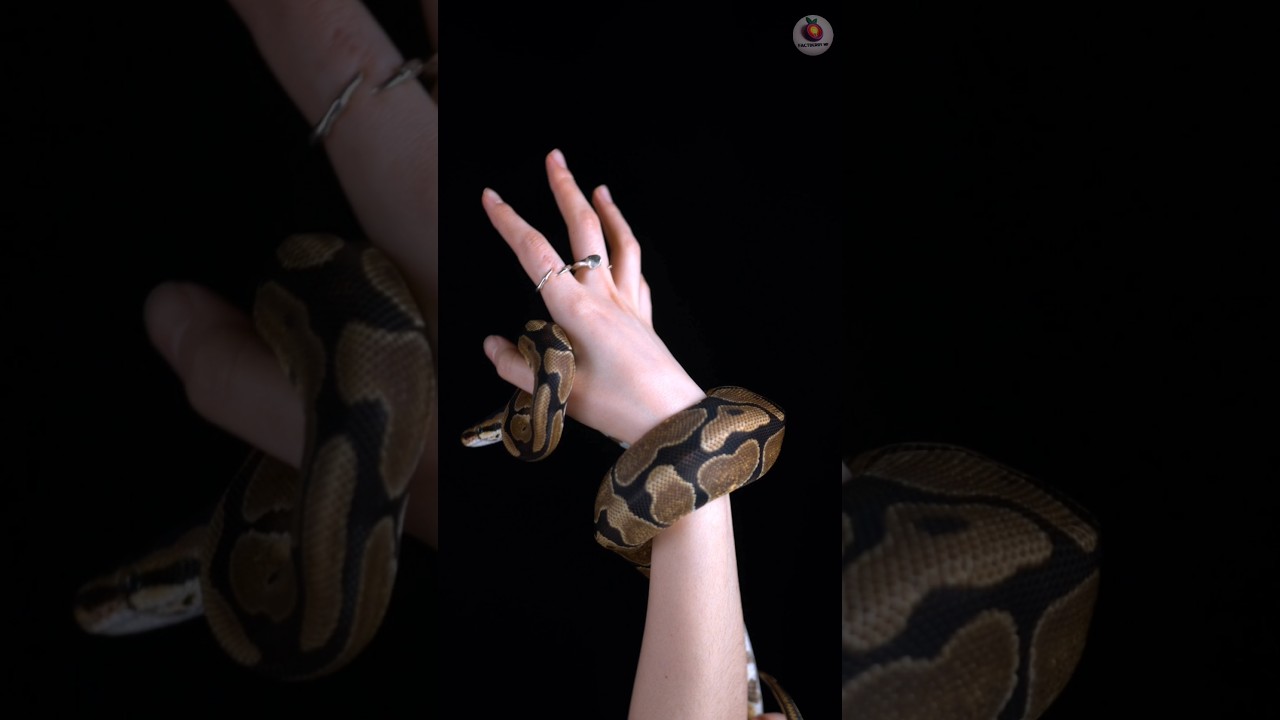 Amazing snake 🐍 Facts That Will Blow Your Mind! 