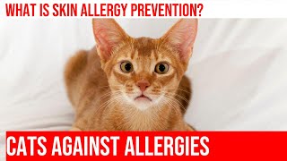 Preventing & Treating Skin Allergies in Cats