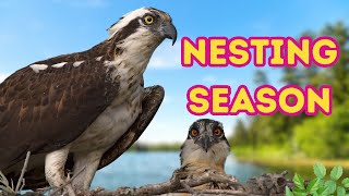 Peek Into Osprey Family Life: Nesting Season 2024