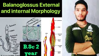 Balanoglossus External and internal morphology
