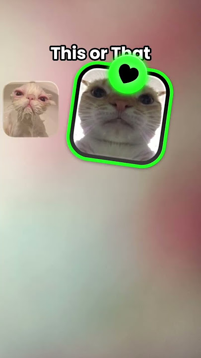 #cat #remix #dj #song #funny #lifeisbutadream #november2018 #music #memes