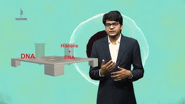 Electrophoretic Mobility Shift Assay ( EMSA) in 3D, Band Shift Assay BSA in 3D,