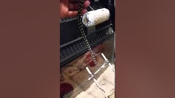 My Jungle Carpet Python Part 2