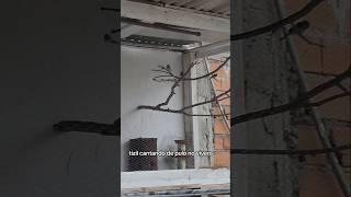 Cantando De Pulo Do Brasil Fibrado