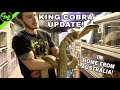 KING COBRA UPDATE & MORE!!!