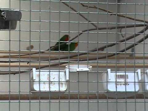 Onze Agapornis Pullarius.mpg